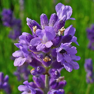 Close-up of a vibrant purple lavender flower with tiny florets, set against a blurred green background