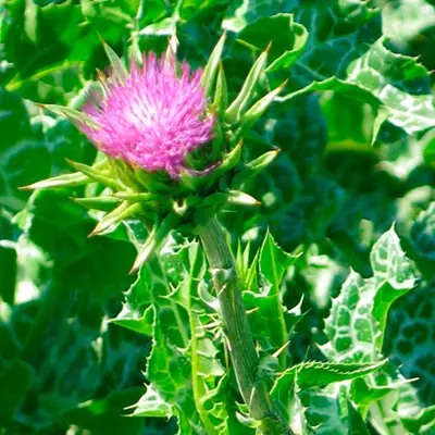  A close-up of a Milk Thistle plant showcasing its striking pink flower in full bloom.
