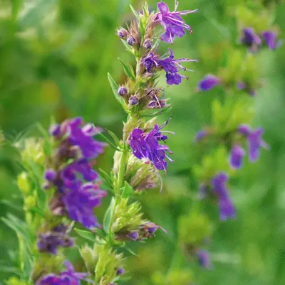 Close-up of vibrant purple hyssop flowers blooming in a lush green field.
