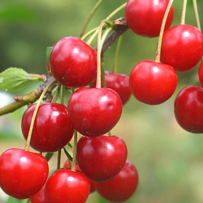 Several sour cherries clustered together on a tree branch, surrounded by lush green leaves in natural sunlight.

